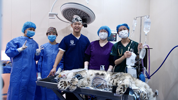 守护动物健康，pt真人游戏官网助力完成世界首例雪豹白内障手术.jpg