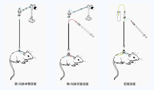 pt真人游戏官网小动物颈静脉插管采血及给药培训班报名火热开启