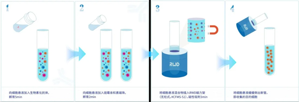 pt真人游戏官网推出无柱式磁性细胞分选平台，纯度&效率双优选！仅需10min！
